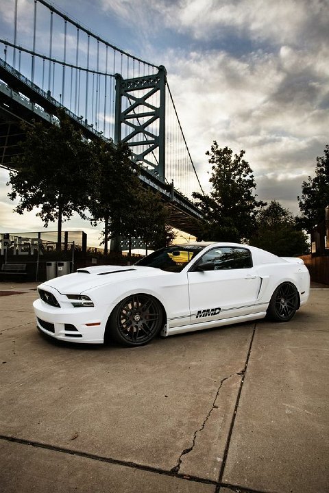 Mustang Photo003