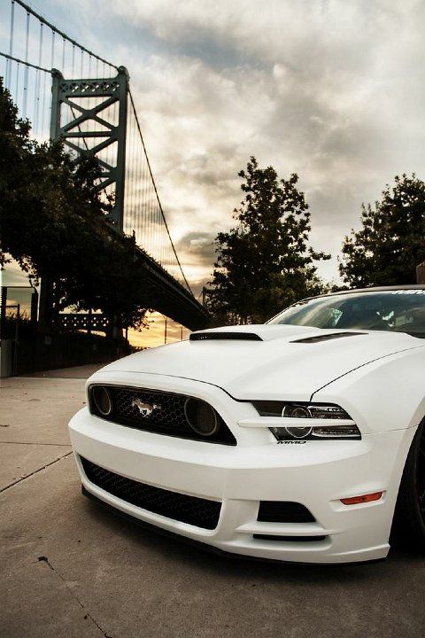 Mustang Photo019